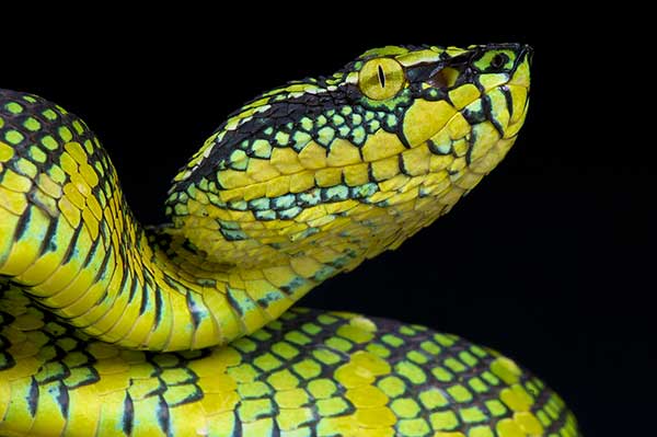 (Tropidolaemus wagleri)