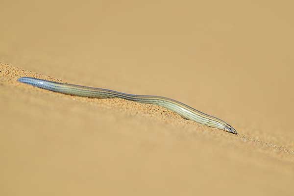 (Typhlacontias brevipes)