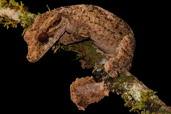  (Uroplatus alluaudi)