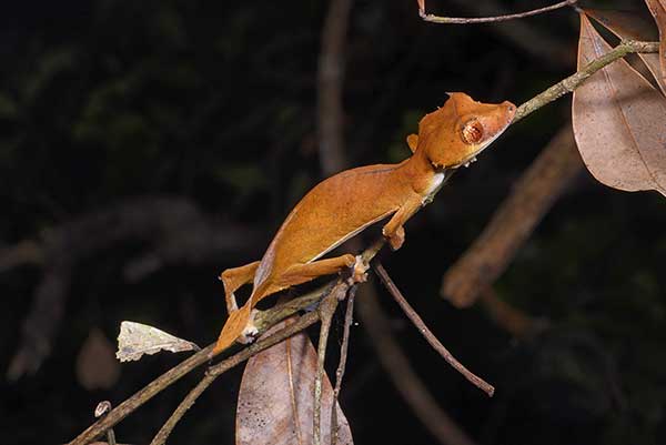 (Uroplatus ebenaui)