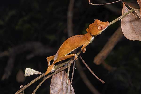  (Uroplatus ebenaui)