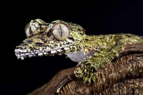 (Uroplatus giganteus)