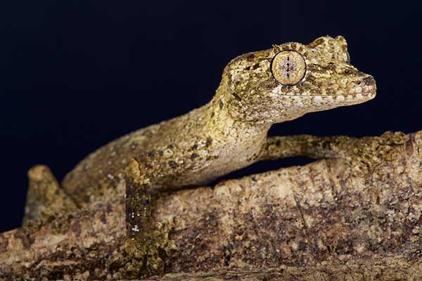 (Uroplatus guentheri)