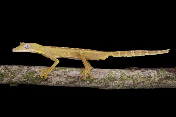 (Uroplatus lineatus)