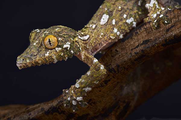 (Uroplatus sameiti)