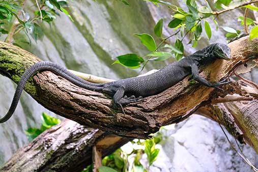 (Varanus beccarii)