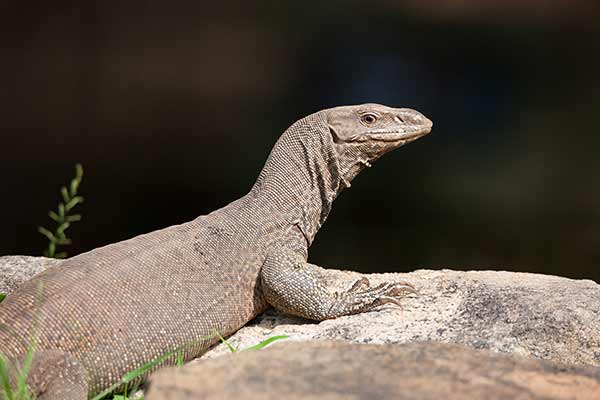 Waran bengalski (Varanus bengalensis)