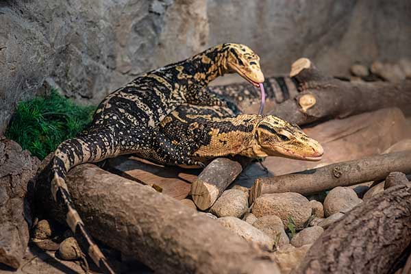 (Varanus cumingi)