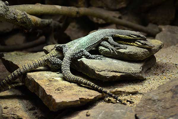  (Varanus glauerti)