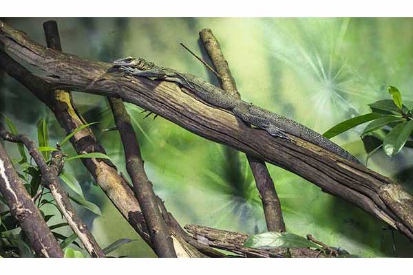 (Varanus jobiensis)