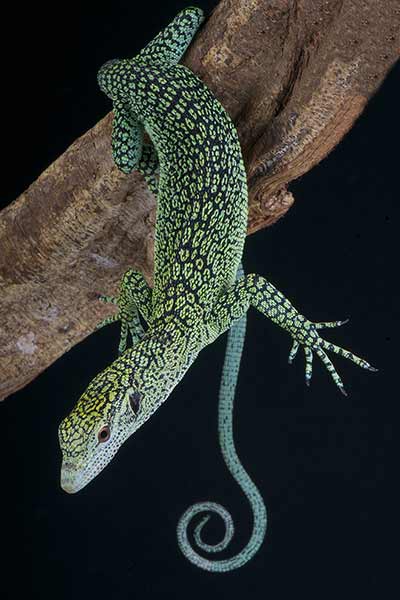 (Varanus kordensis)