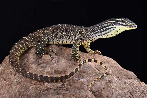 (Varanus panoptes)