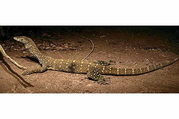 (Varanus pilbarensis)