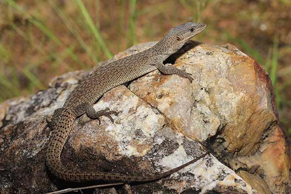 (Varanus primordius)
