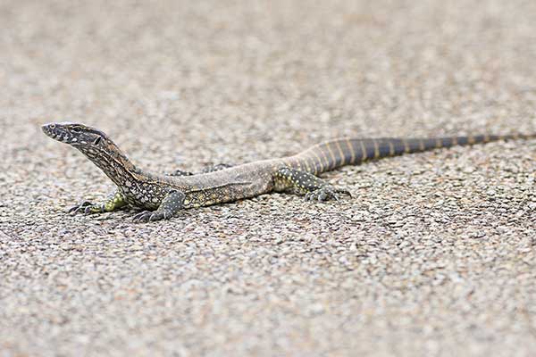 (Varanus rosenbergi)
