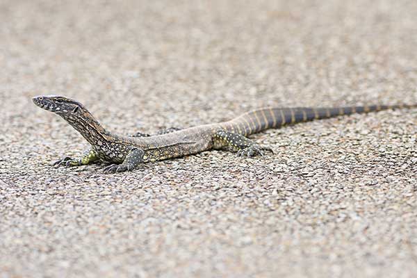  (Varanus rosenbergi)