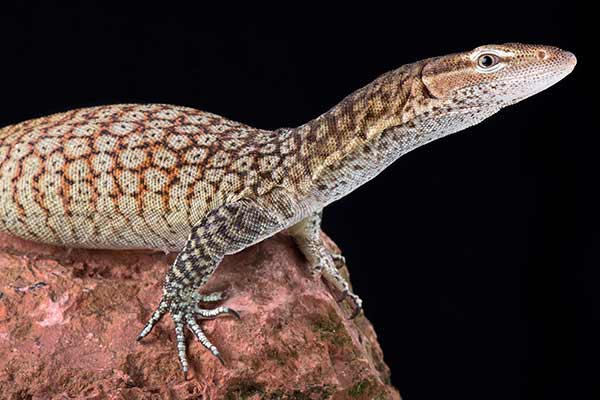(Varanus tristis)