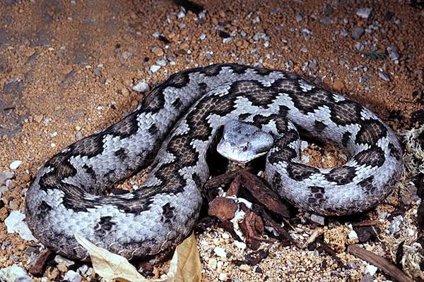 Żmija iberyjska (Vipera latastei)