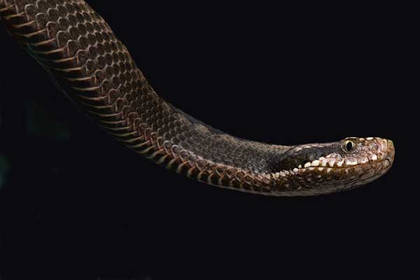 (Vipera orlovi)