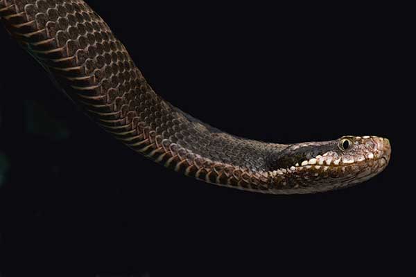  (Vipera orlovi)