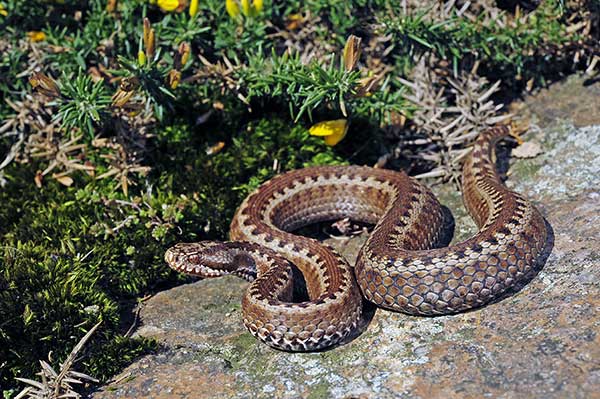 Żmija hiszpańska (Vipera seoanei)