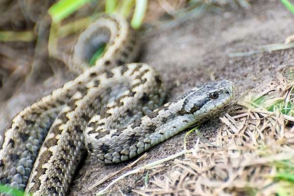 Żmija łąkowa (Vipera ursinii)