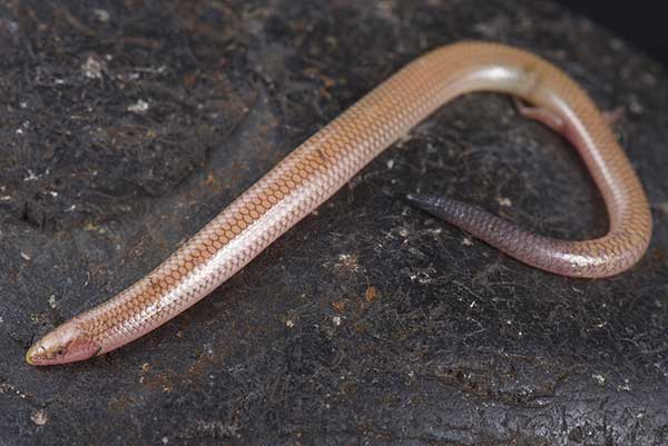(Voeltzkowia fierinensis)