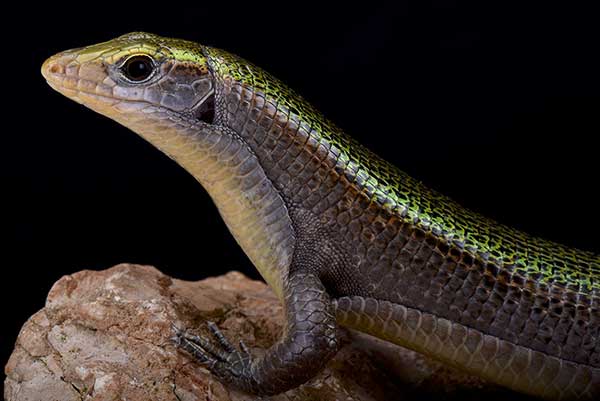 (Zonosaurus haraldmeieri)
