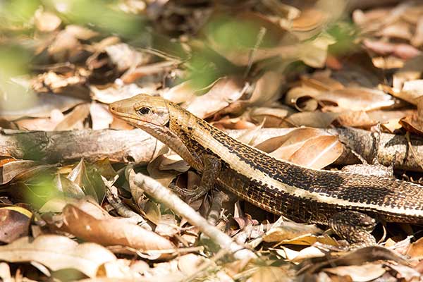 (Zonosaurus madagascariensis)