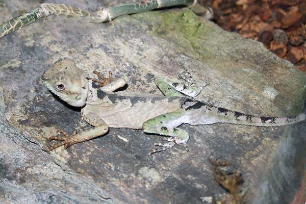(Acanthosaura capra)