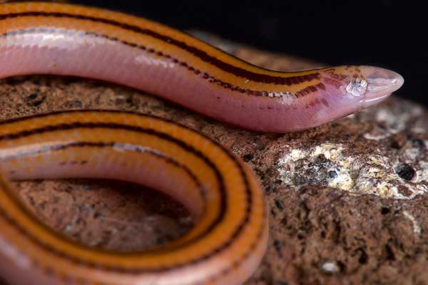 (Acontias rieppeli)