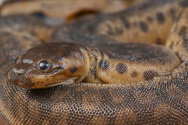 (Acrochordus javanicus)