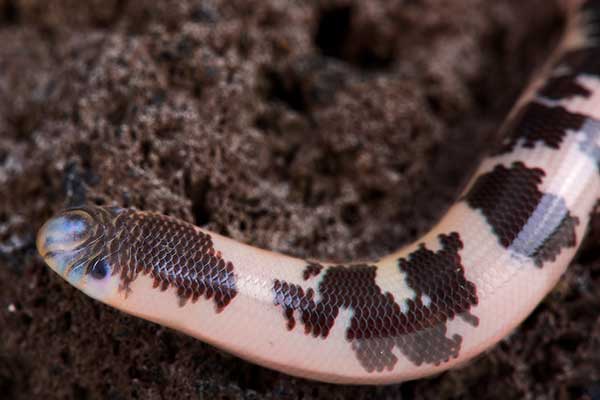 (Afrotyphlops congestus)