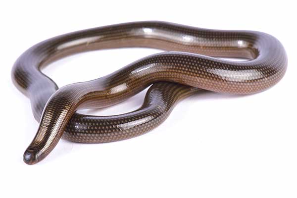 (Afrotyphlops lineolatus)