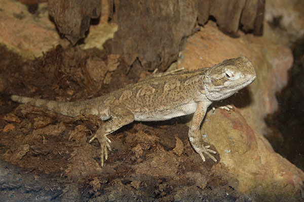 Agama brodata karłowata (Pogona henrylawsoni)