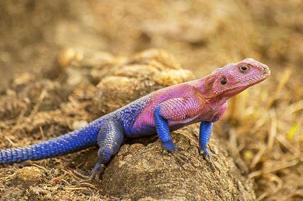 (Agama mwanzae)