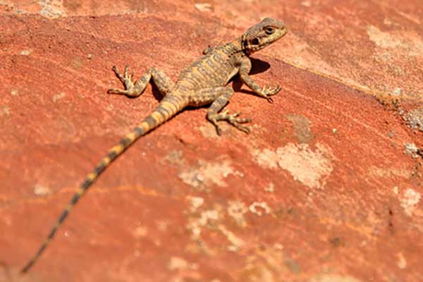 Agama pustynna (Trapelus mutabilis)