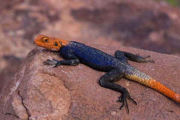 Agama skalna (Agama planiceps)