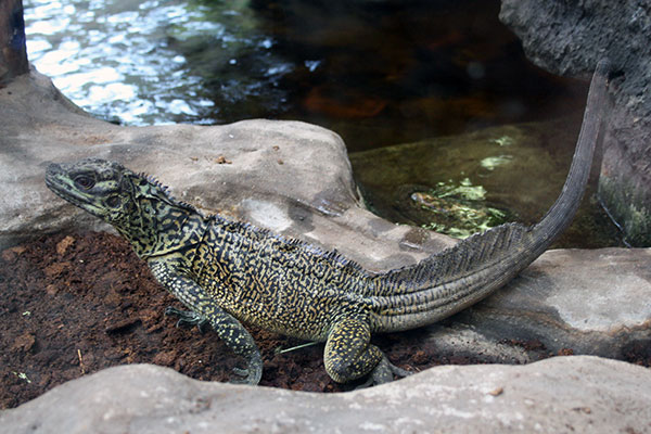 Agama żaglowa (Hydrosaurus amboinensis)