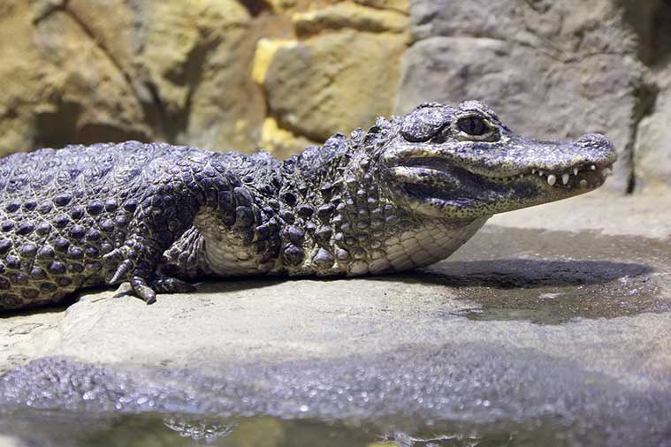 Aligator chiński (Alligator sinensis)