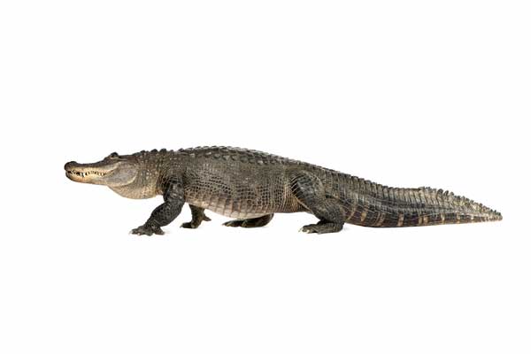 Aligator missisipski, aligator amerykański (Alligator mississippiensis)