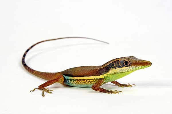 (Anolis hendersoni)