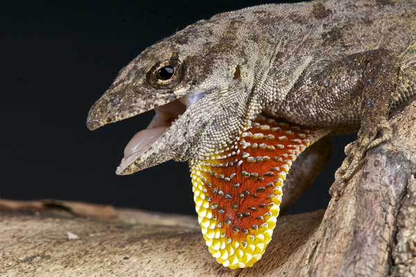 (Anolis sagrei)