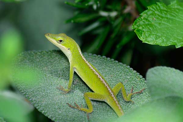 Anolis zielony (Anolis carolinensis)