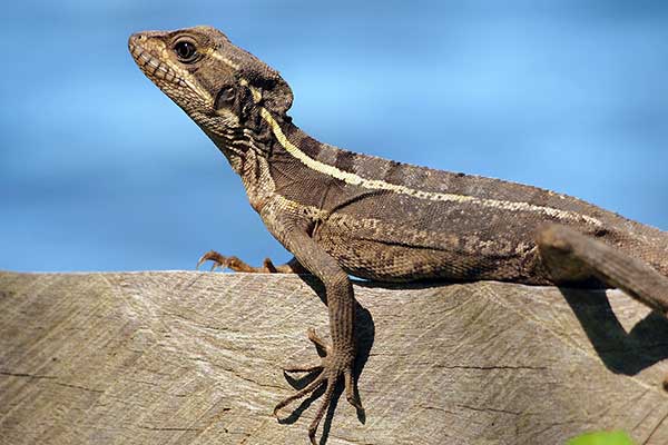 Bazyliszek hełmiasty, bazyliszek zwyczajny (Basiliscus basiliscus)