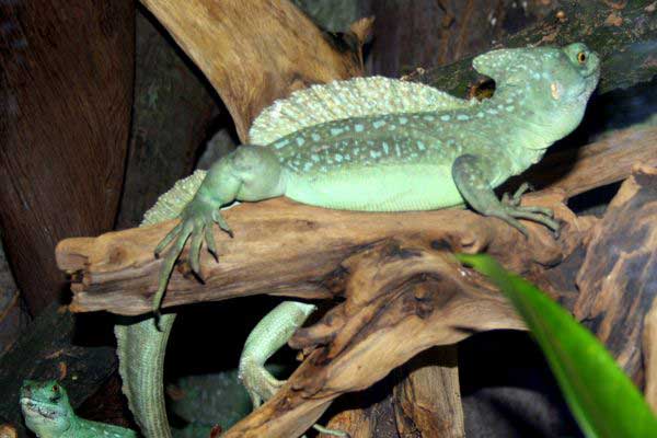 Bazyliszek płatkogłowy (Basiliscus plumifrons)