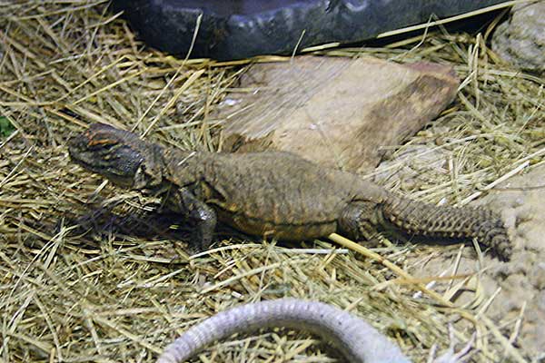 Biczogon afrykański (Uromastyx acanthinura)