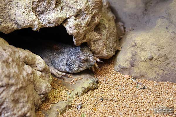 Biczogon omański (Uromastyx thomasi)