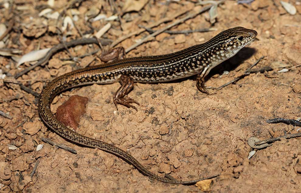 Ctenotus olympicus Medianauka.pl