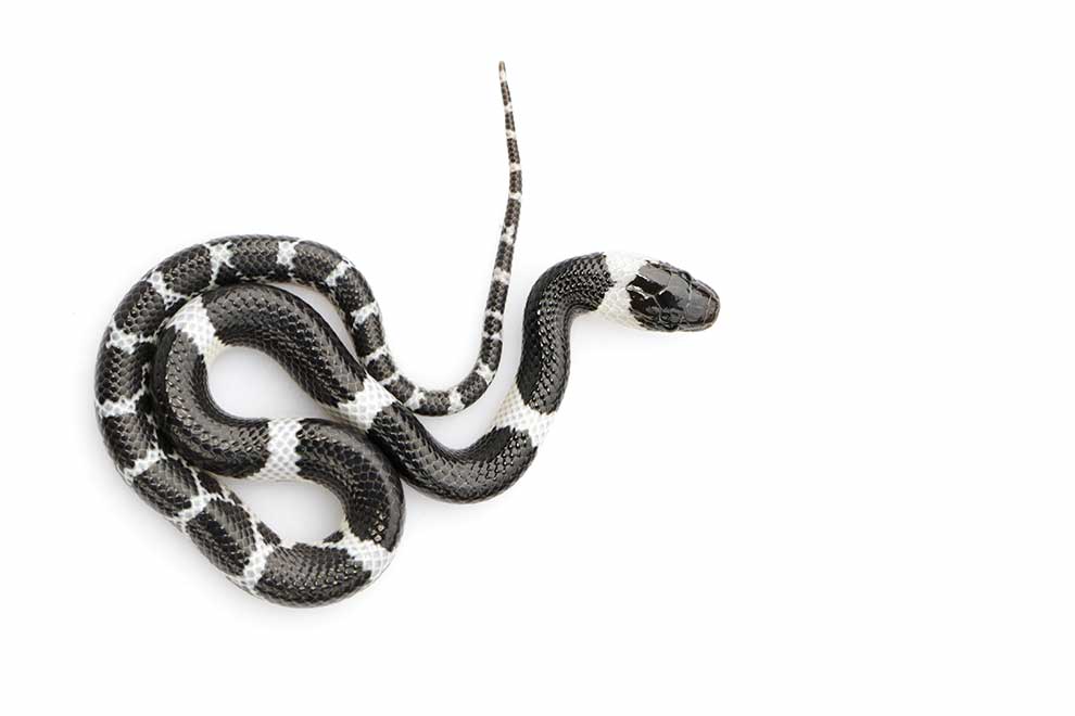 Galeria zdjęć Lycodon laoensis medianauka.pl
